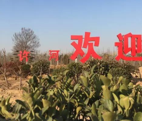 开封市兰考县许河乡特产农产品菌菇饲草 山药 肉牛奶牛 砖雕,产地宝