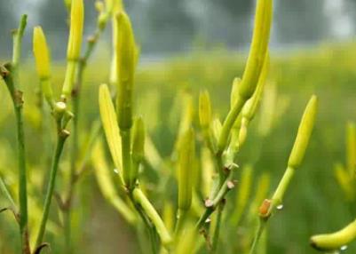 淮阳黄花菜:周口市淮阳特产金针黄花菜,国家地理标志产品,产地宝