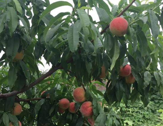 驻马店新蔡县砖店镇特产仙桃蔬菜小麦苗圃花卉,产地农产品,产地宝