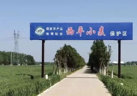 西平小麦:驻马店西平县特产小麦,国家地理标志产品小麦,产地宝