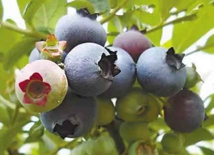 建德下涯蓝莓:杭州建德市特产下涯蓝莓,产地农产品,产地宝