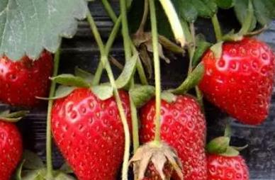 尚田草莓:宁波市奉化特产农产品尚田草莓,产地水果草莓,产地宝