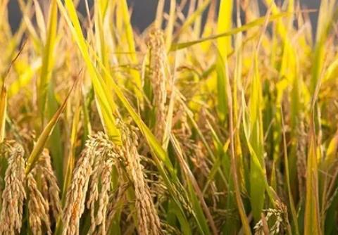 仙居绿色稻米:台州市仙居县特产稻米,产地农产品大米,产地宝