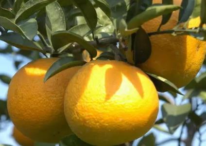 温岭高橙:台州温岭市特产高橙,产地水果农产品高橙子,产地宝
