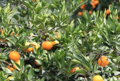 黄岩蜜橘-蜜桔:台州市黄岩区特产蜜橘,产地水果蜜桔,产地宝