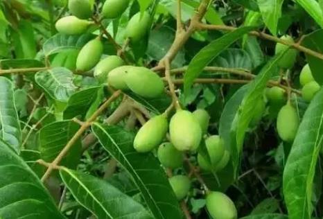塘川橄榄:温州平阳鳌江镇特产塘川橄榄,产地农产品橄榄,产地宝