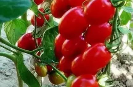 平阳小番茄:温州平阳萧江特产樱桃番茄,产地农产品番茄,产地宝