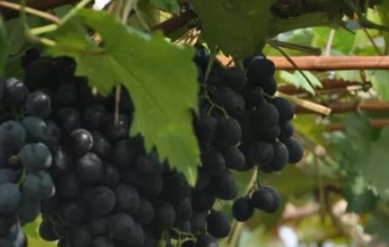 平阳葡萄:温州平阳万全特产葡萄,产地水果农产品葡萄,产地宝