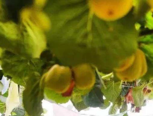 山门猕猴桃:温州平阳山门特产猕猴桃,产地水果猕猴桃,产地宝