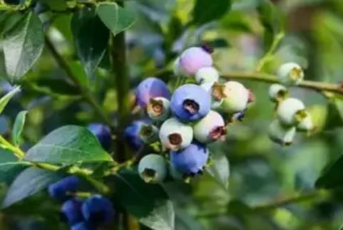 平阳蓝莓:温州市平阳县南雁镇特产蓝莓,产地水果蓝莓,产地宝
