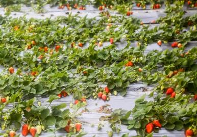 平阳草莓:温州市平阳县青街乡特产草莓,产地水果草莓,产地宝