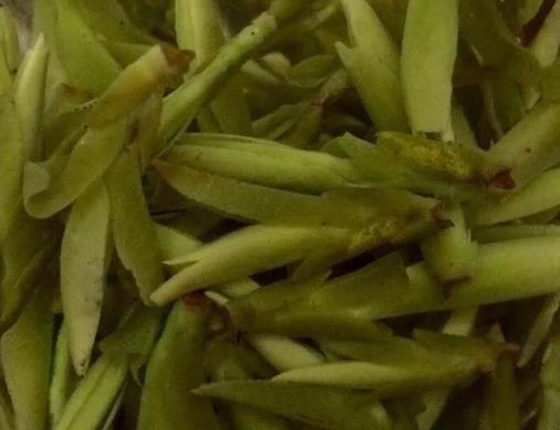 乌牛早茶:温州永嘉乌牛镇特产乌牛早茶,产地农产品茶叶,产地宝