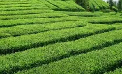 苍南翠龙茶:温州苍南县特产翠龙茶,国家地理标志产品茶叶,产地宝