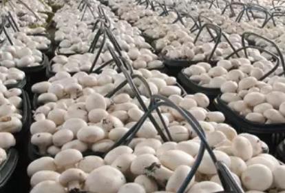 苍南蘑菇:温州苍南县特产蘑菇,产地农产品苍南蘑菇,产地宝