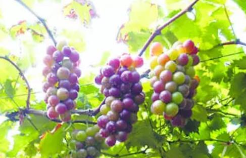 璜土葡萄:无锡江阴特产璜土葡萄,产地水果农产品葡萄,产地宝