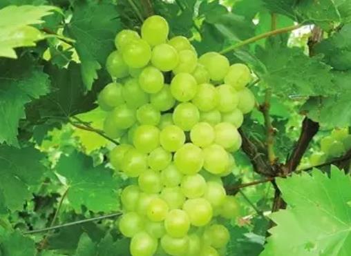 锡山安星葡萄:无锡锡山特产安星葡萄,产地水果农产品葡萄,产地宝