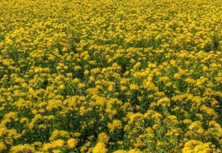 山联村黄金贡菊:无锡锡山东港镇山联村特产黄金贡菊花,产地宝