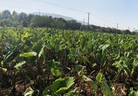 滨湖马山芋头:无锡滨湖区特产马山香梗芋头,产地香梗芋,产地宝