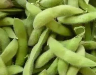 海门大白(青)皮蚕豆:南通市海门特色农产品青皮蚕豆 豌豆,产地宝