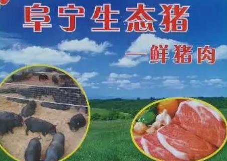 阜宁黑猪:盐城阜宁特产生态猪肉,国家地理标志产品阜宁黑猪,产地宝