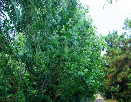 赣榆金山徐福茶:连云港赣榆区金山镇特产徐福茶,产地茶叶,产地宝