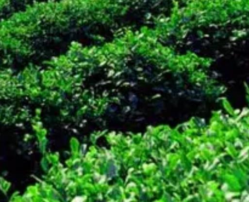 海州云雾茶:连云港海州特产云雾茶,产地农产品绿茶叶,产地宝