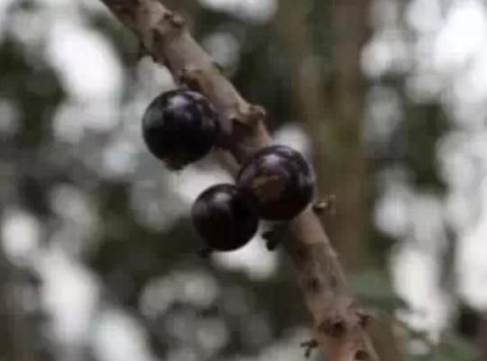 新都树葡萄:成都新都区特产树葡萄,产地水果嘉宝果,产地宝