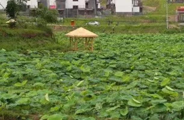 油榨乡荷花:成都邛崃市油榨乡特色农产品荷花,产地宝