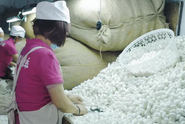 涪城蚕茧:绵阳涪城区特产蚕茧,地理标志农产品蚕茧,产地宝