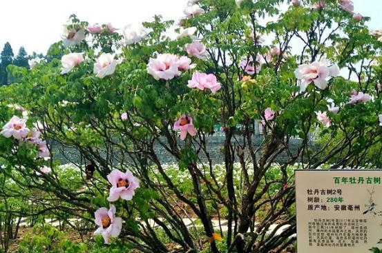 涪城牡丹花:绵阳市涪城区特产牡丹花,产地农产品花卉,产地宝