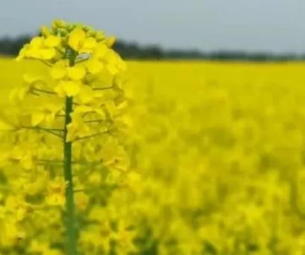 涪城油菜花:绵阳涪城玉皇镇特产油菜花,产地农产品,产地宝