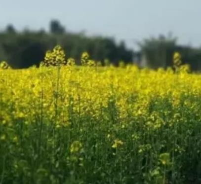 涪城油菜花:绵阳涪城玉皇镇特产油菜花,产地农产品,产地宝