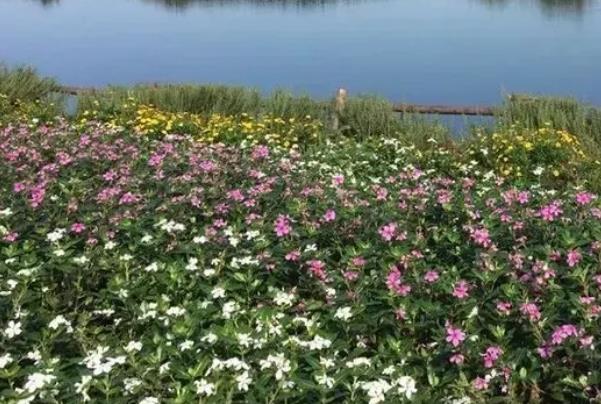 涪城香草:绵阳市涪城区杨家镇特产香草花卉,产地宝