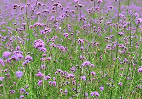 涪城香草:绵阳市涪城区杨家镇特产香草花卉,产地宝