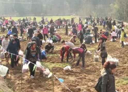 游仙红萝卜:绵阳市游仙区凤凰乡木龙村特产红萝卜,产地宝