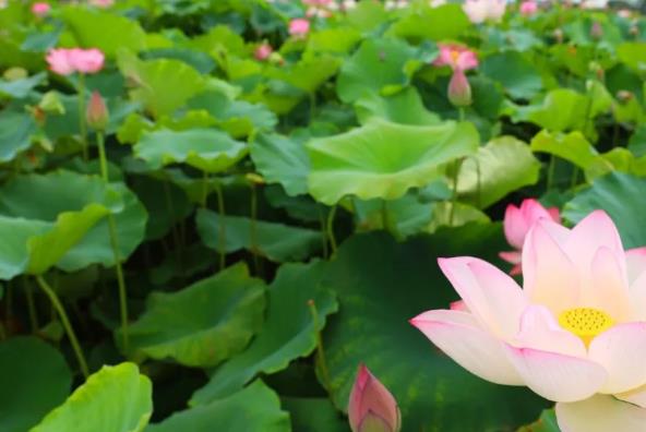 游仙荷花:绵阳市游仙区徐家镇鹤林绿洲特产荷花,产地宝