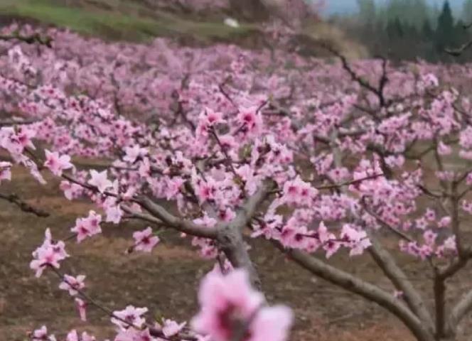 魏城镇铁炉村桃花梅花桃花油菜花:绵阳市游仙区特色农产品,产地宝