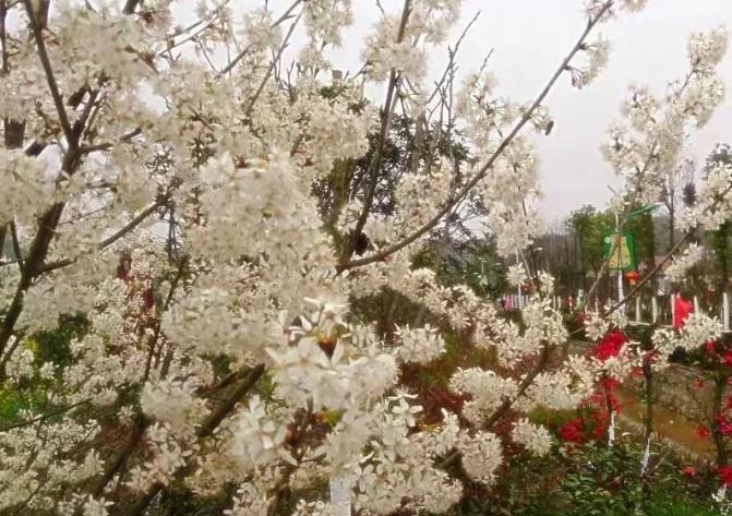 忠兴镇通兴村油菜花梨花垂钓:绵阳市游仙区特色农产品,产地宝