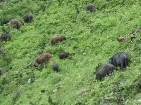 平武生态猪肉:绵阳市平武县特产土猪肉,产地农产品猪肉,产地宝