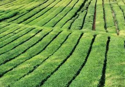 汉山红茶:汉中南郑区特产汉山红茶,产地茶叶汉山红茶,产地宝