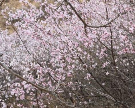 凤翔姚家沟桃花海:宝鸡市凤翔区特色农产品花海,产地宝