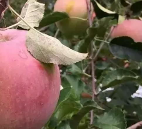 凤县苹果:宝鸡市凤县特产苹果,产地水果农产品苹果,产地宝