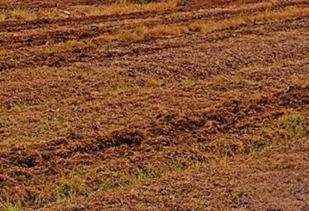 大足芳香产业:重庆大足高升镇太和村产地特色芳香植物花卉苗圃,产地宝