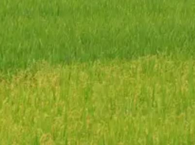 马喇贡米:重庆黔江马喇镇特产马喇湖贡米,产地食品农产品大米,产地宝