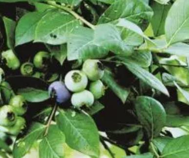 铁桥村蓝莓茶叶猕猴桃:重庆南川大观镇铁桥村特产水果农产品,产地宝