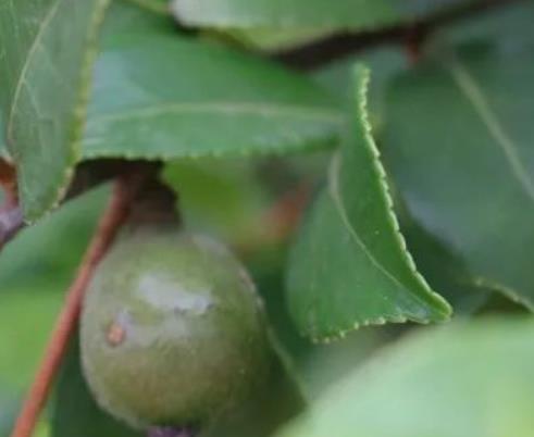 矾山油茶:合肥庐江矾山镇特产油茶,产地农产品油茶,产地宝