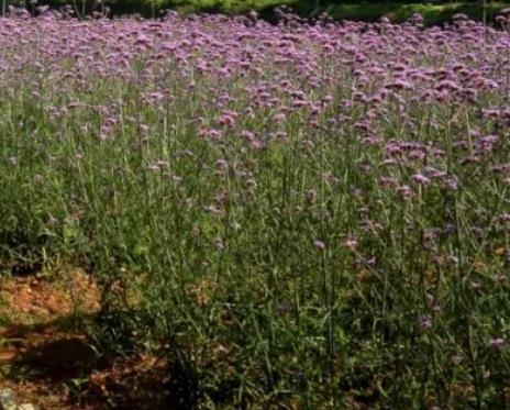 茶冲香草:芜湖繁昌平铺镇茶冲村特色花卉香草,产地香料花卉,产地宝