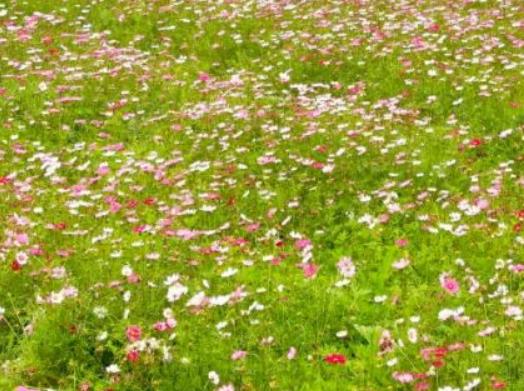 灵川格桑花海:桂林灵川县大圩镇特色花卉格桑花海,产地宝