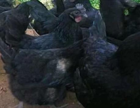 兴安五黑鸡:桂林兴安县特产五黑鸡,产地食品农产品乌鸡,产地宝