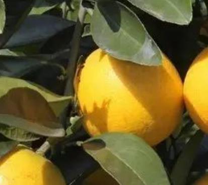 平乐柑橙:桂林市平乐县特产柑橙,产地水果广西柑橙,产地宝